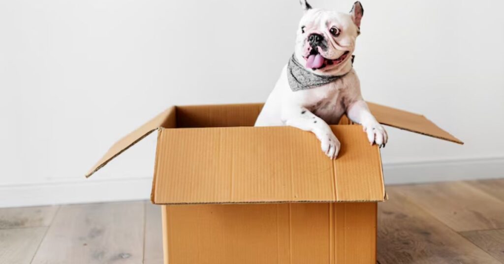 Farmer Dog Packing Recyclable Boxes