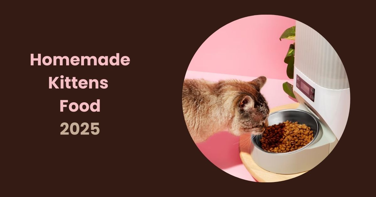Homemade Cat Food With A Focus On Kittens Food Nutrition (2025)
