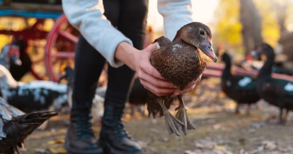 How To Feed a Loon