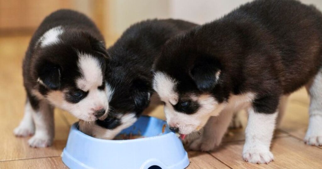 Should I feed my puppy on a set schedule or let them eat when they’re hungry