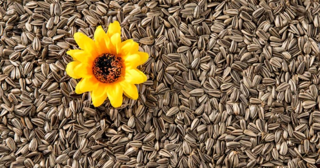 Sunflower seeds