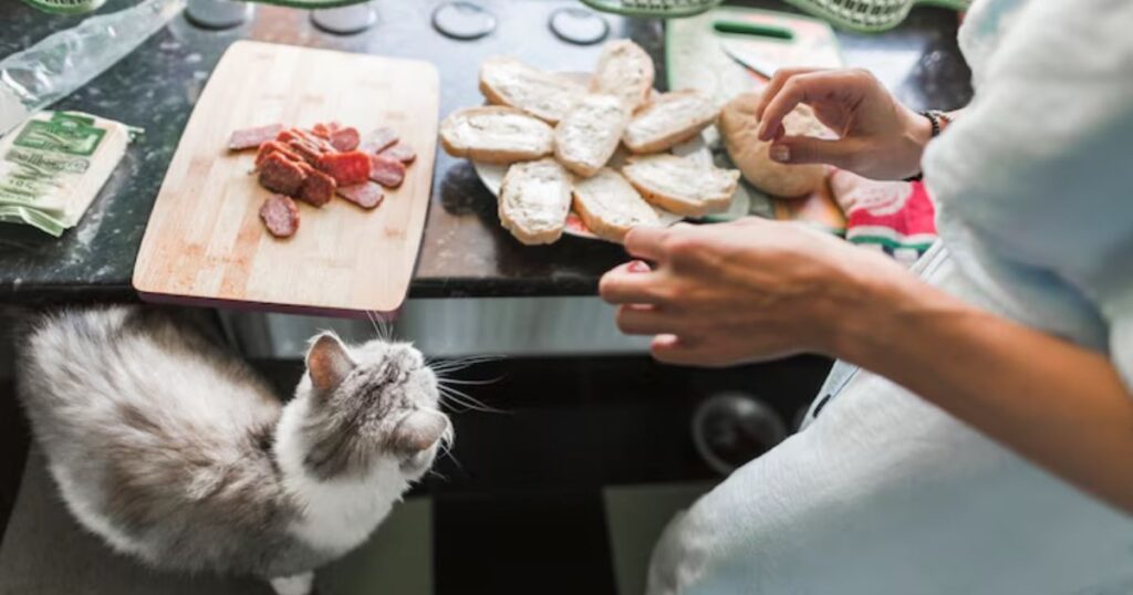 Vet-Approved Homemade Kittens Food Recipes